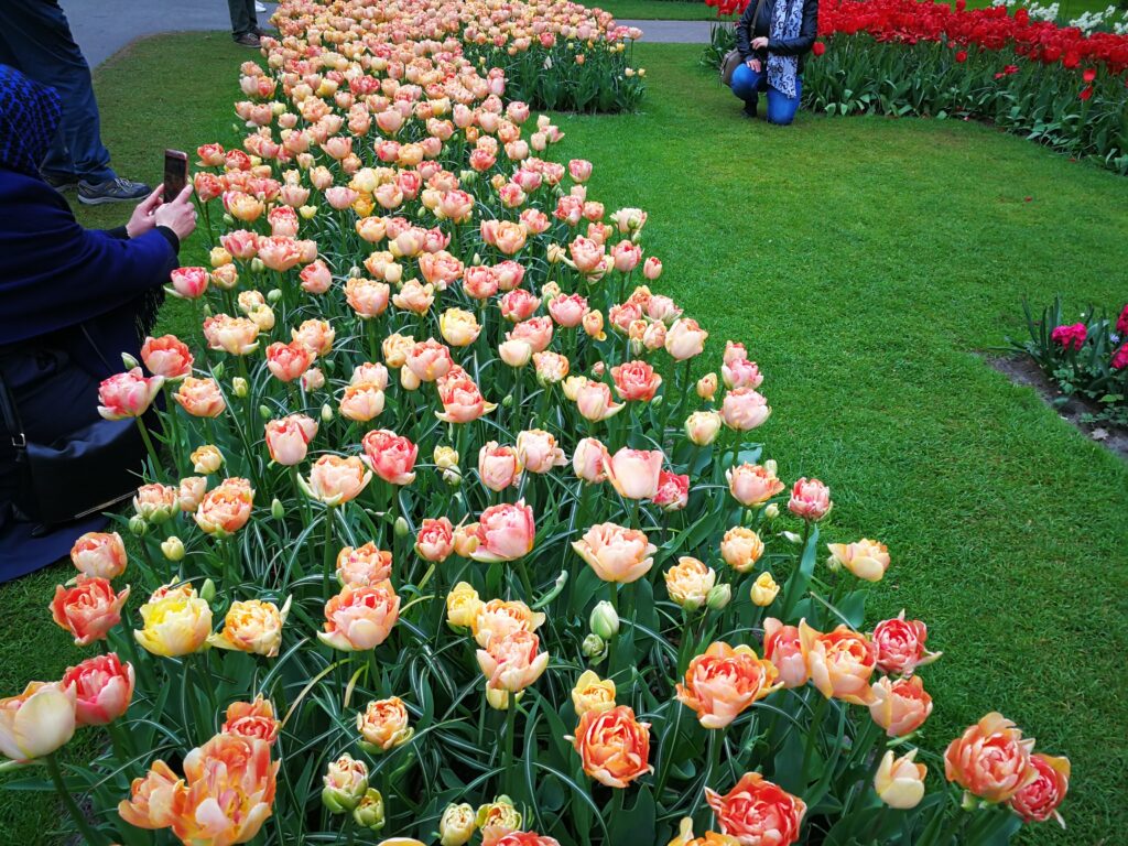 استمتع بجمال زهور التوليب الهولندية في حديقة كويكينهوف