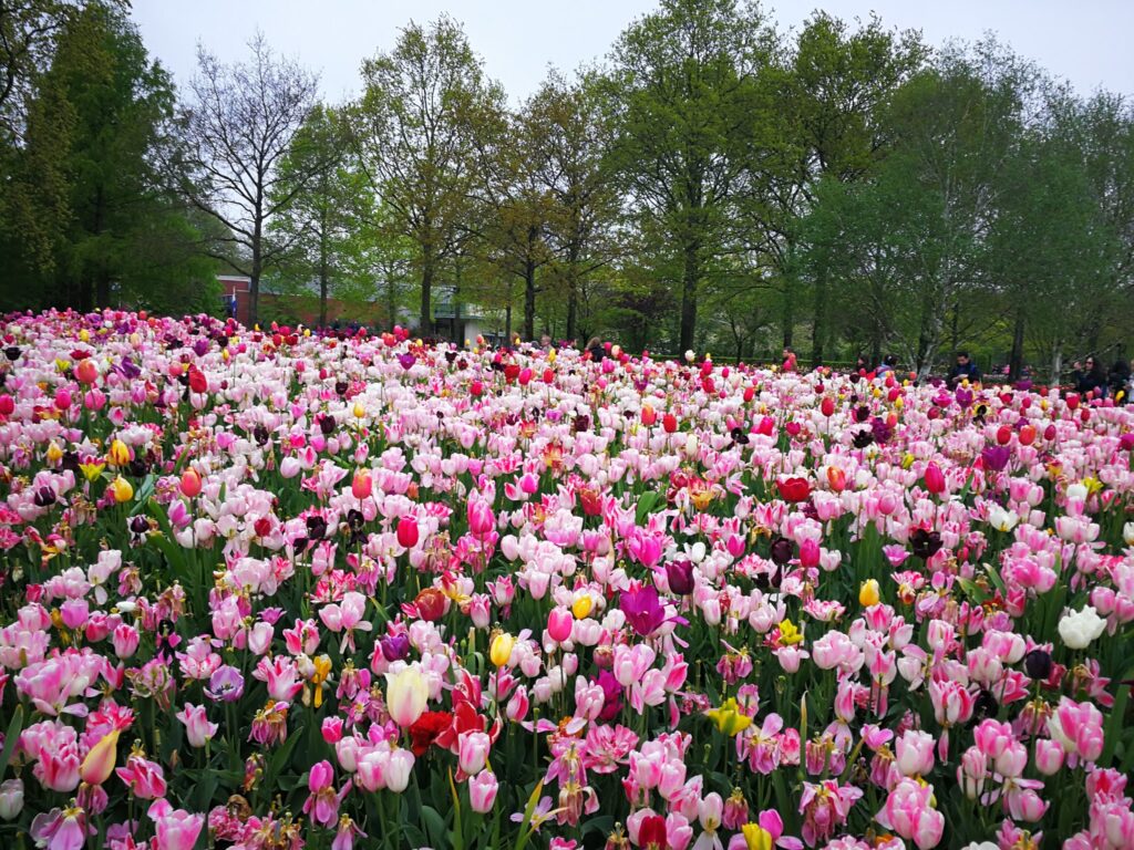 استمتع بجمال زهور التوليب الهولندية في حديقة كويكينهوف