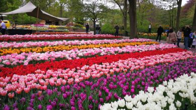 حديقة كويكينهوف هي أفضل مكان يقصده السياح للاستمتاع بجمال زهور التوليب الهولندية، حيث يشاهدون الزهور ذات الألوان والأشكال البديعة التي لا حصر لها. وتعتبر هذه الحديقة من أروع الأماكن لالتقاط الصور الرائعة.